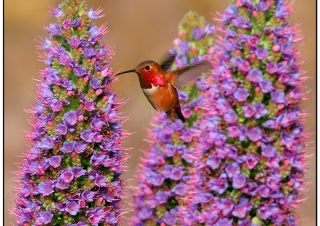 Allens Hummingbird Feeding on Pride of Madeira