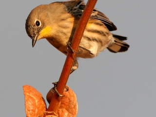 Yellow Rumped Warbler With Spider