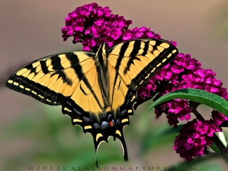 Tiger Swallowtail on Butterfly Bush