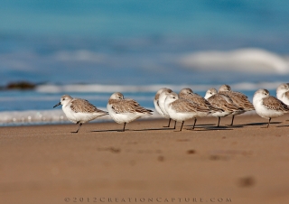 Shore Birds In The Surf