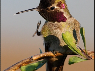 Anna’s Hummingbird Blowing Rasberry