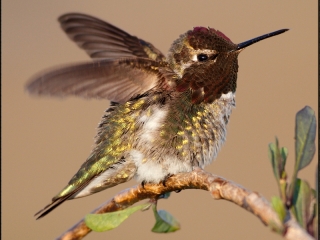 Anna’s Hummingbird Stretch
