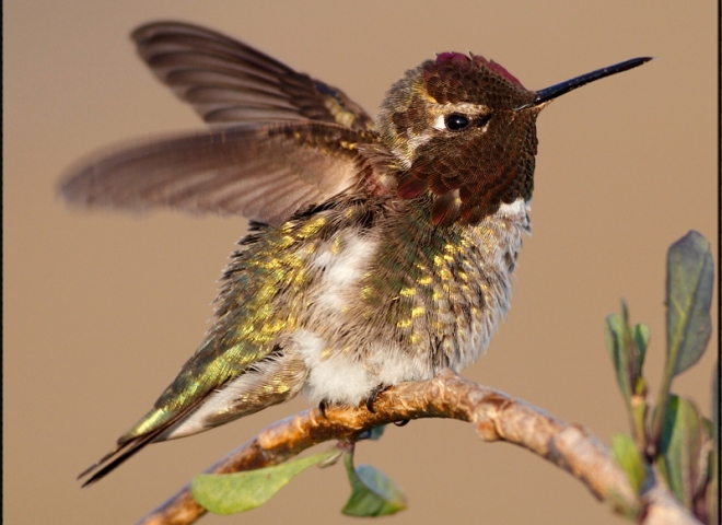 Anna’s Hummingbird Stretch