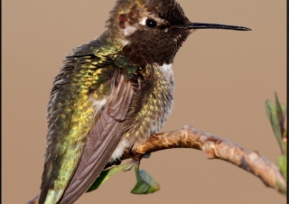 Anna’s Hummingbird Pose